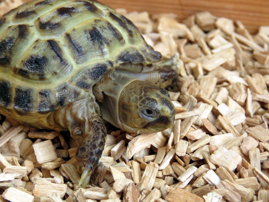 baby tortoise in wood chippings