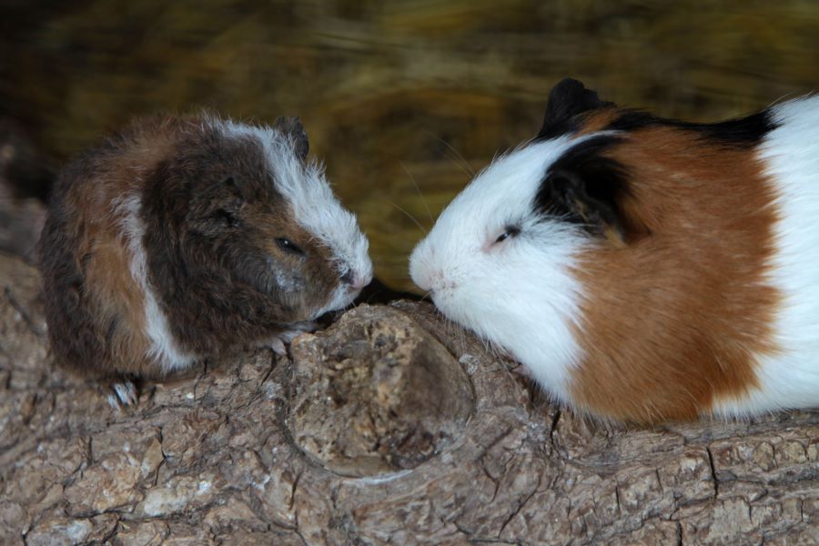 Two guinea pigs in the dark