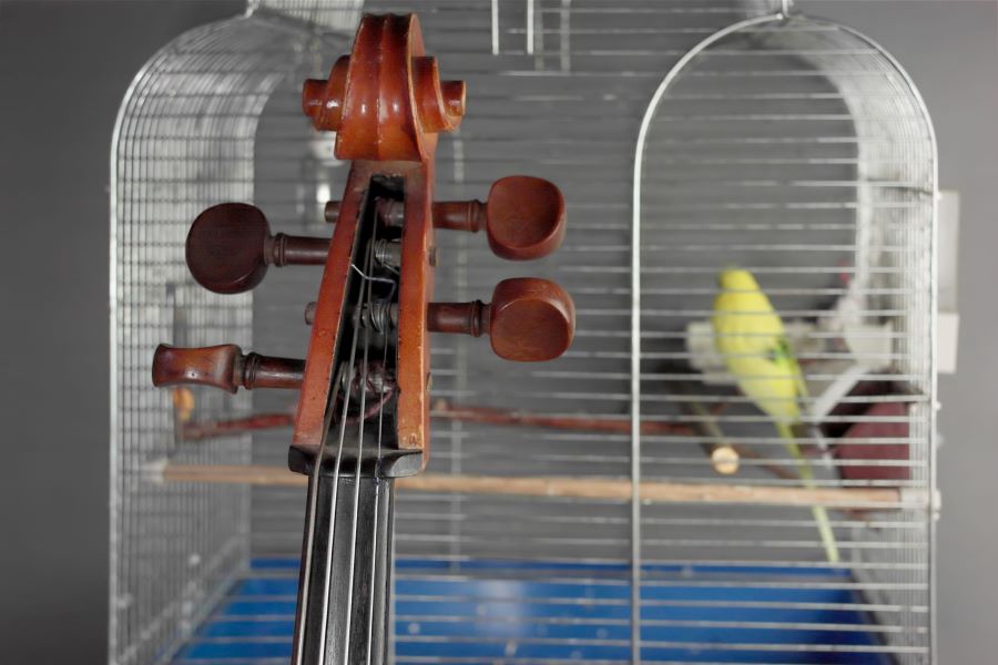 Budgie in cage with cello in foreground