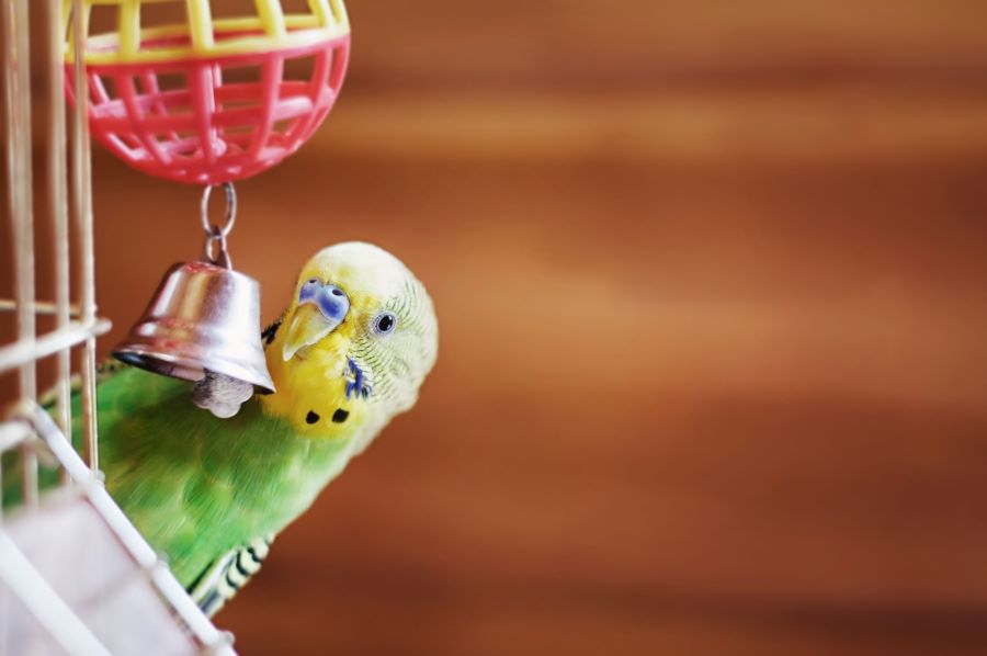budgie with bell in cage