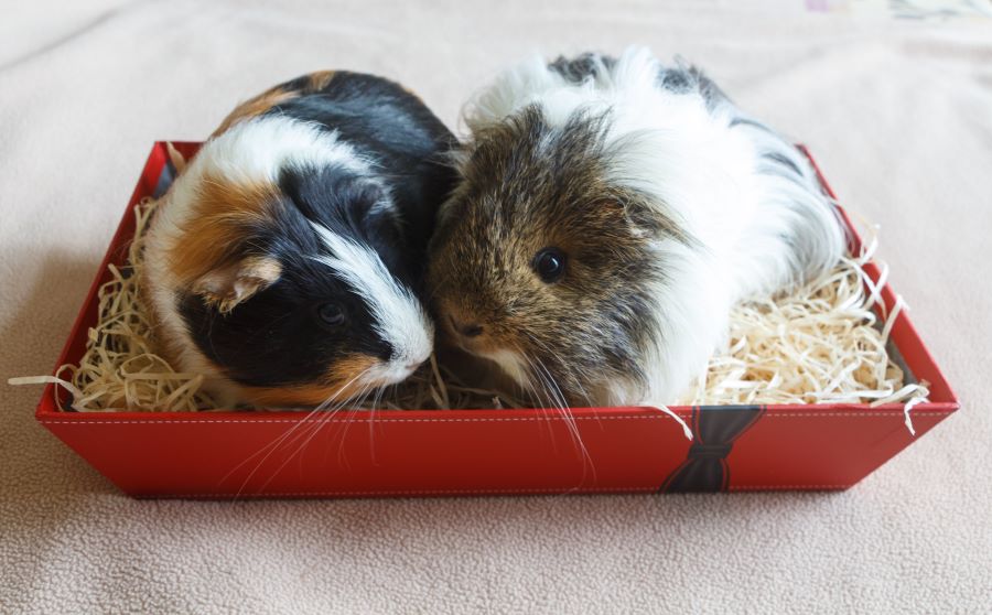 Two guinea pigs snuggling in a straw bed