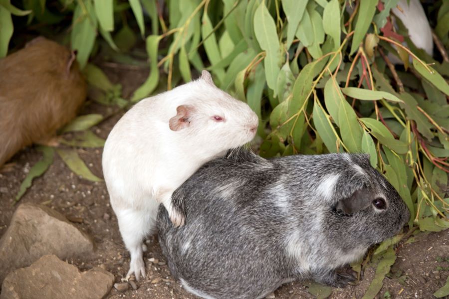 Two guinea pigs mating