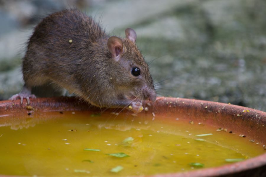 brown mouse drinking from water bowl