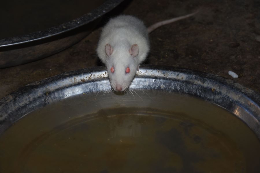 white mouse drinking water from bowl in garden