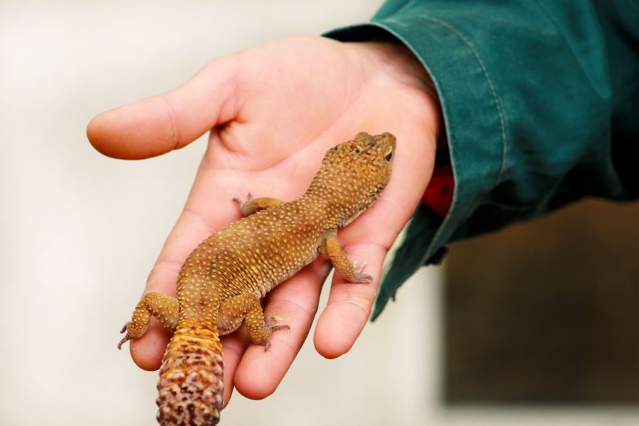Gecko in owner's hand