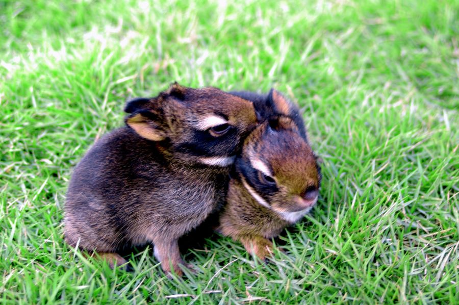 Two rabbits being affectionate