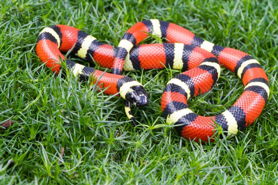 milk snake on grass