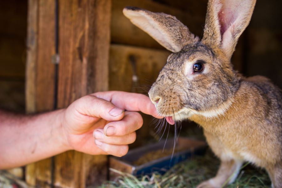 Rabbit licking finger of owner