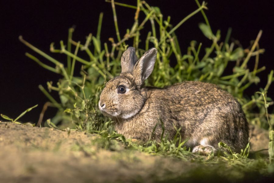 rabbit at nighttime
