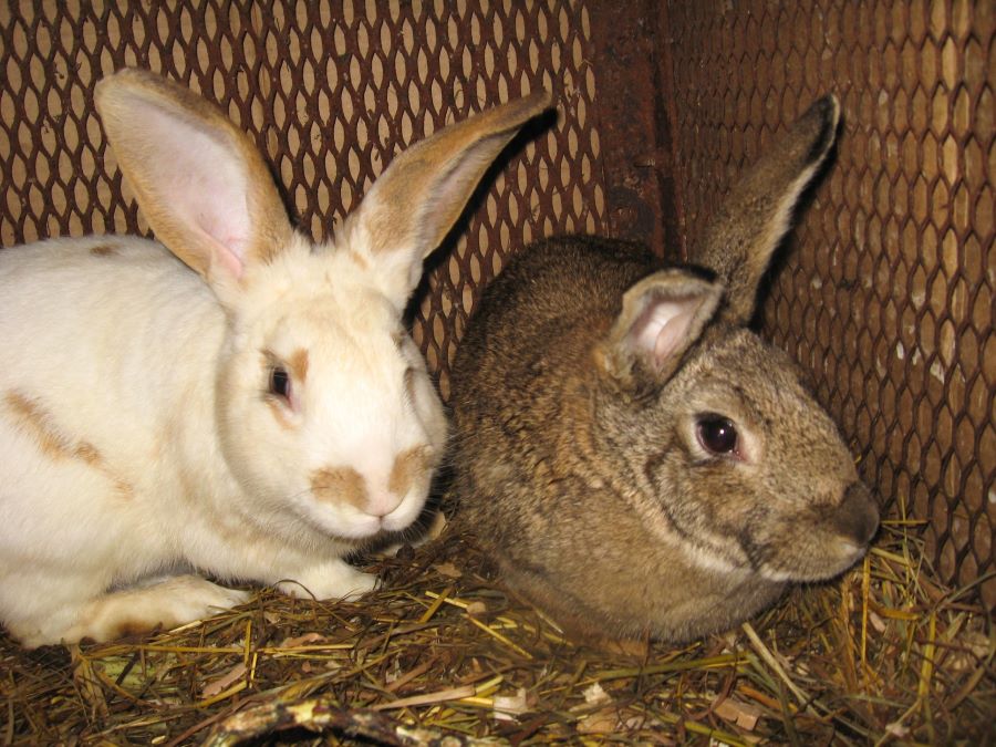 white and brown rabbit pair
