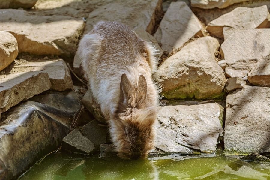 Brown rabbit on edge of pond