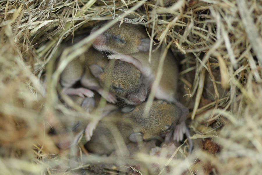 baby mice sleeping together in their nest