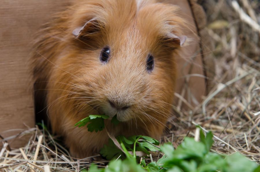 Brown guinea pig in straw
