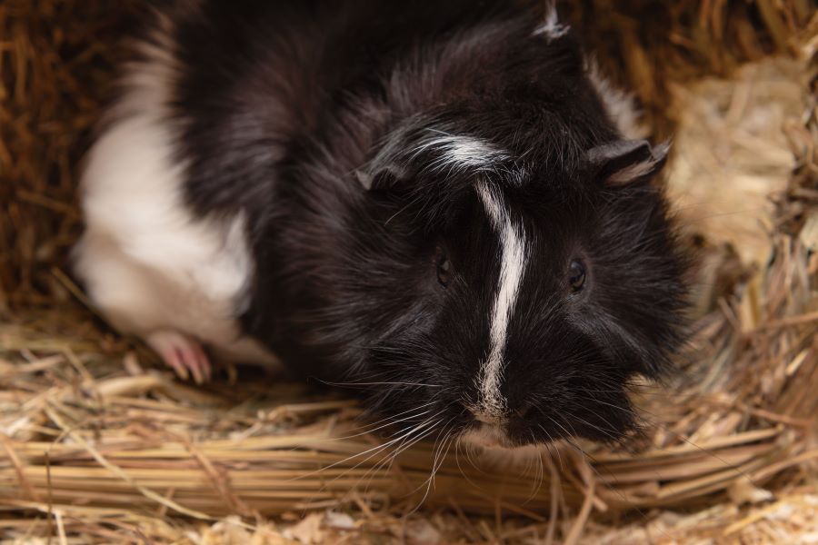 Black and white guinea pig in straw