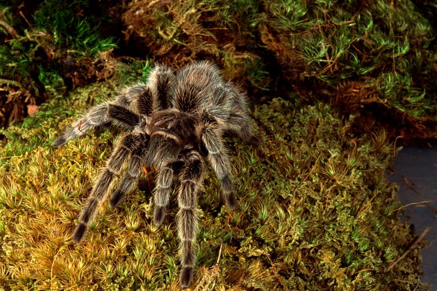 Hairy tarantula on grass