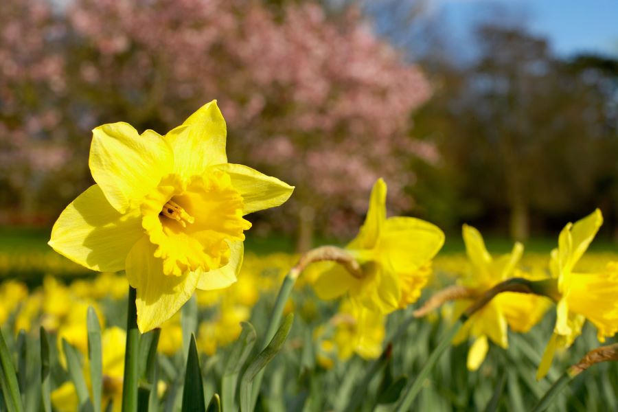 daffodils in a garden