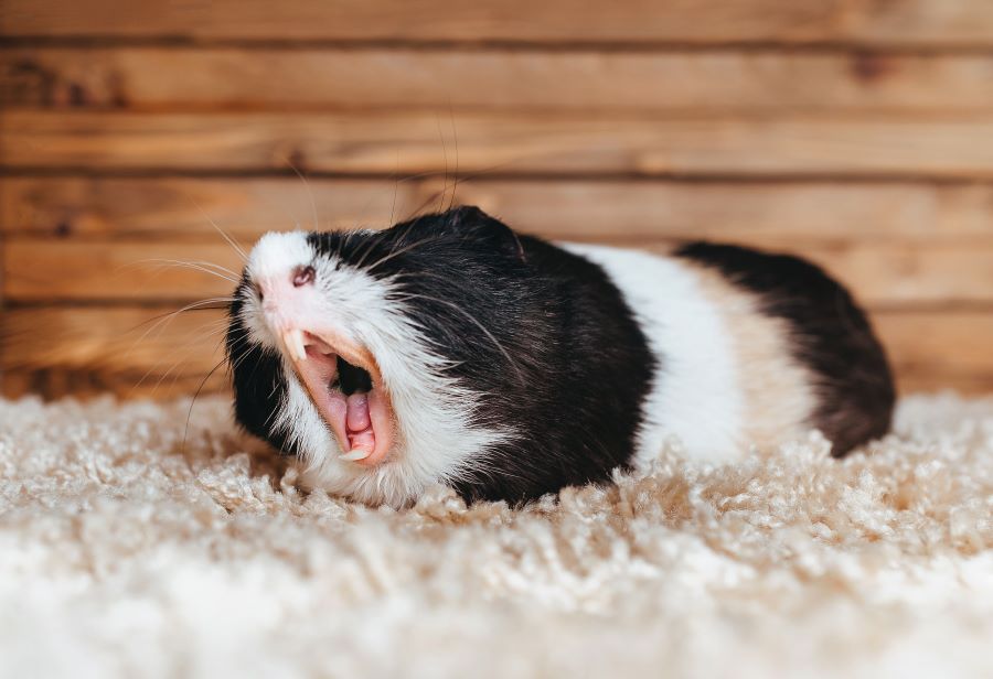 Yawning guinea pig