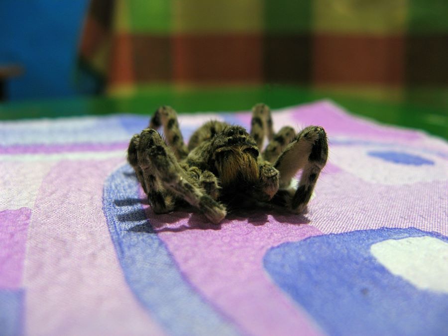 Dead tarantula
