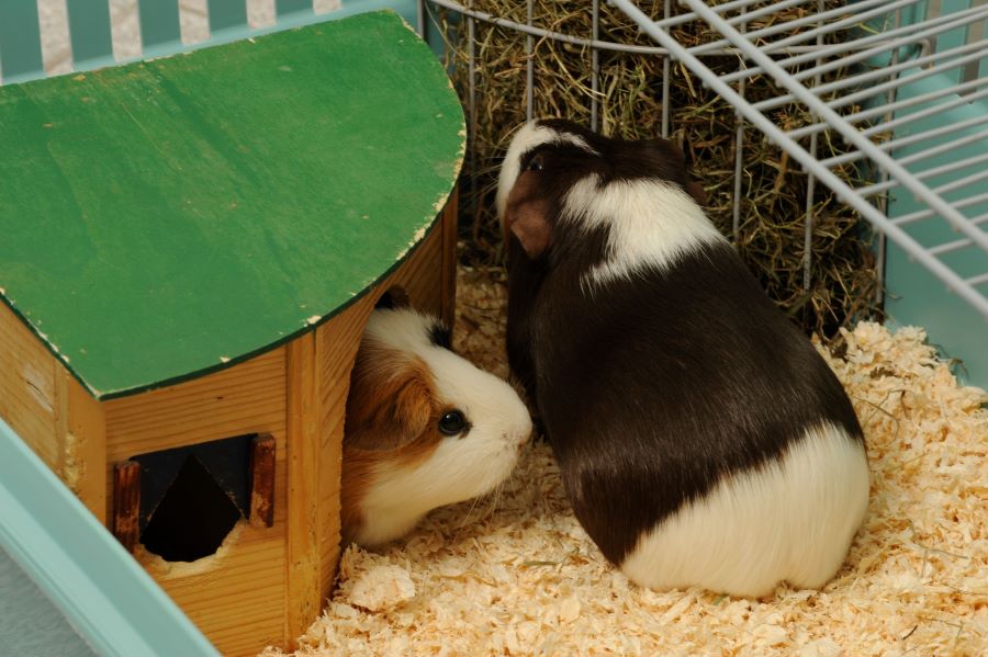 Two guinea pigs in cage