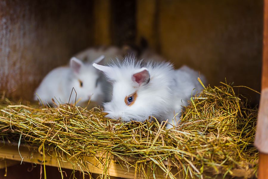 Two fluffy guinea pigs in straw in a hutch