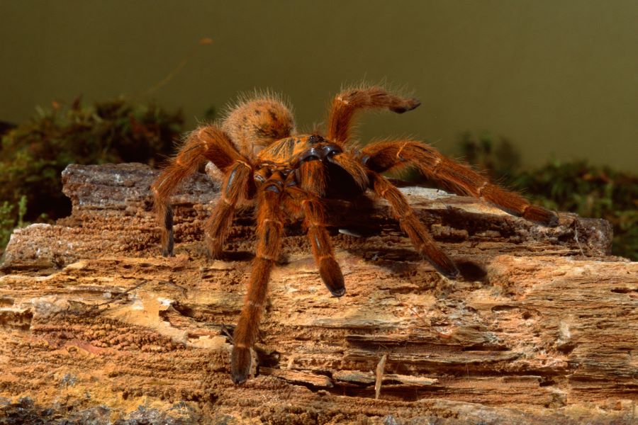 Brown hairy tarantula on a log