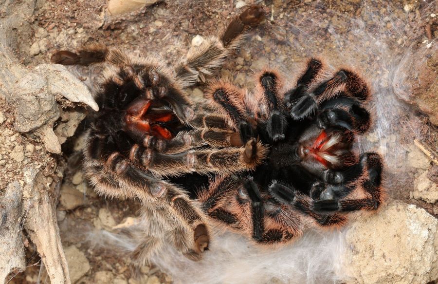 molting tarantula
