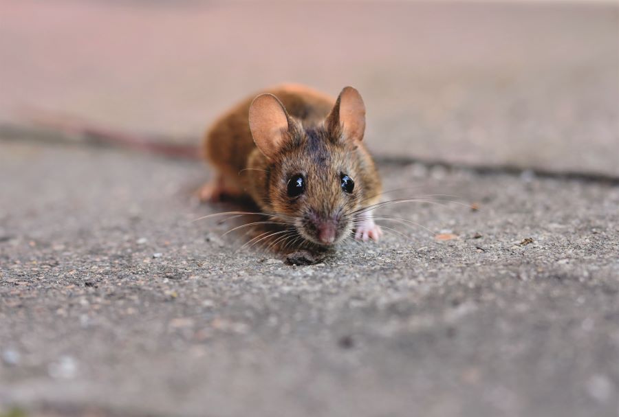 mouse on concrete ground