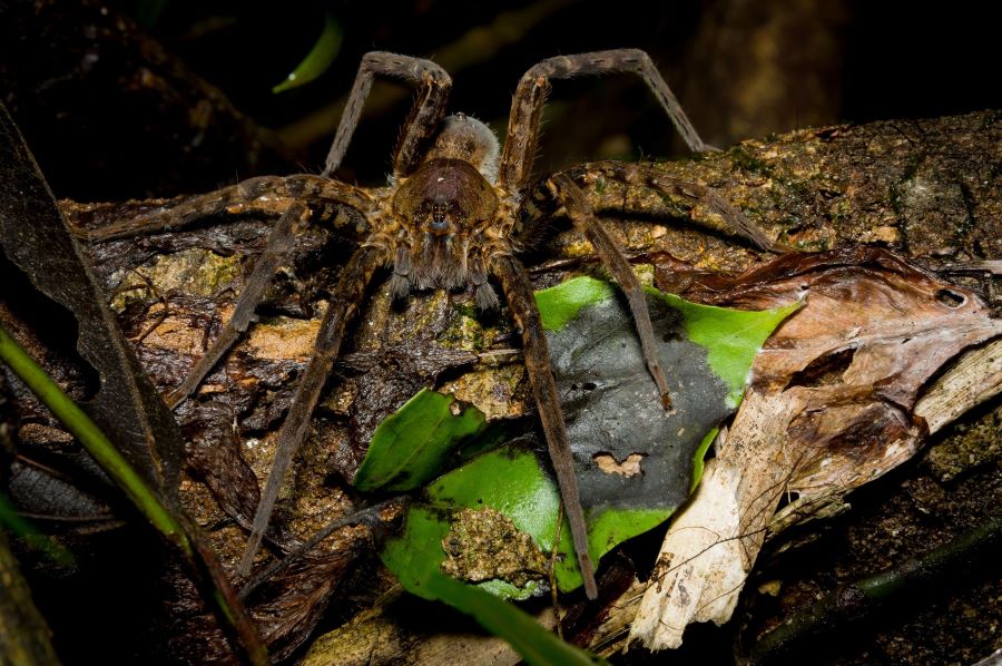 Large tarantula on a leaf and log at night