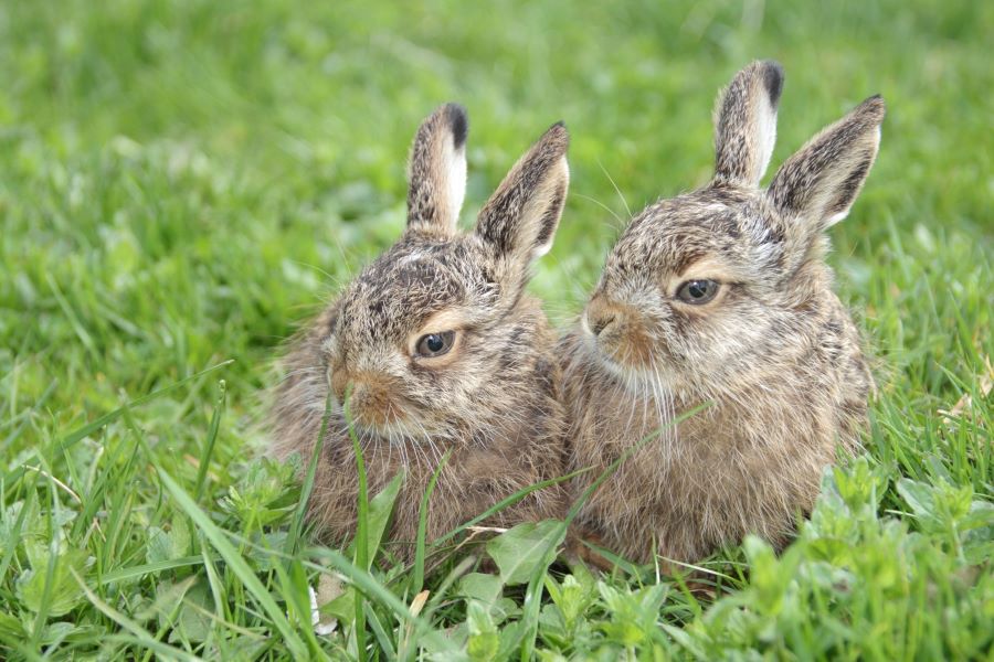 Pair of brown rabbits
