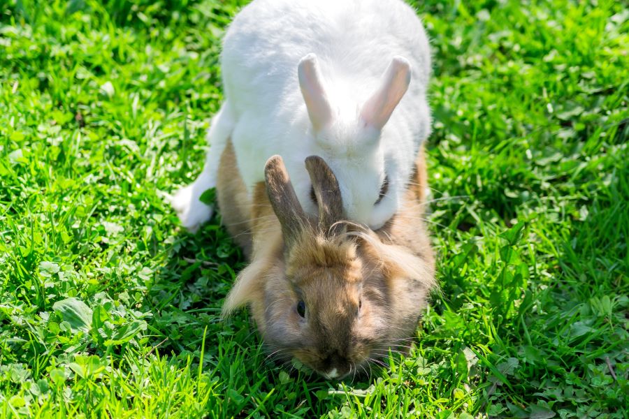 White and brown rabbit mating