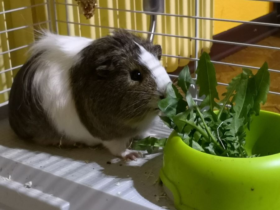 guinea pig in a cage