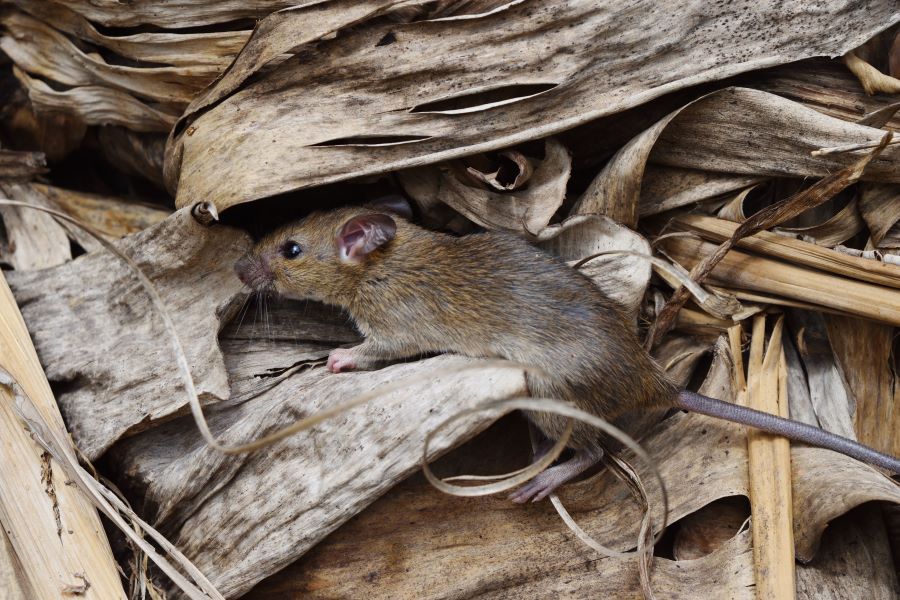 rat in some dried leaves