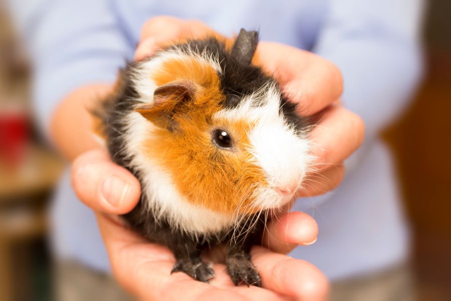 owner holding guinea pig