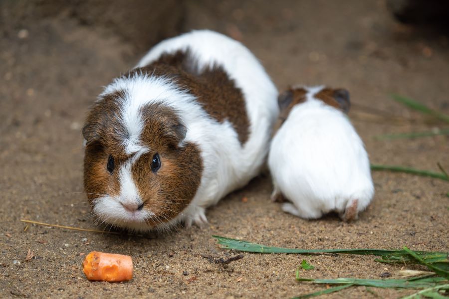 guinea pigs looking at a carrot on floor