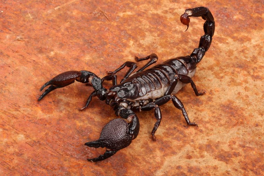 Black scorpion on hard sand floor