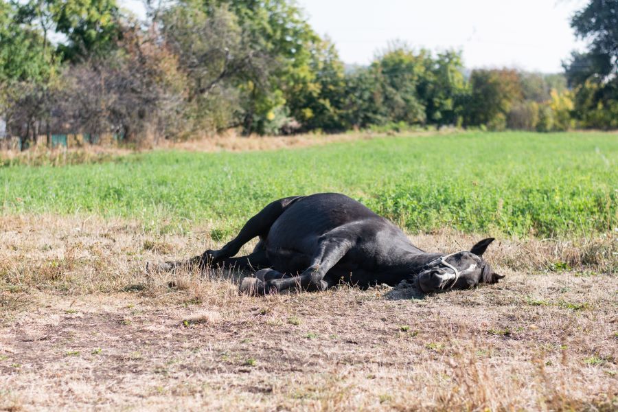 Black horse sleeping in a field on its side