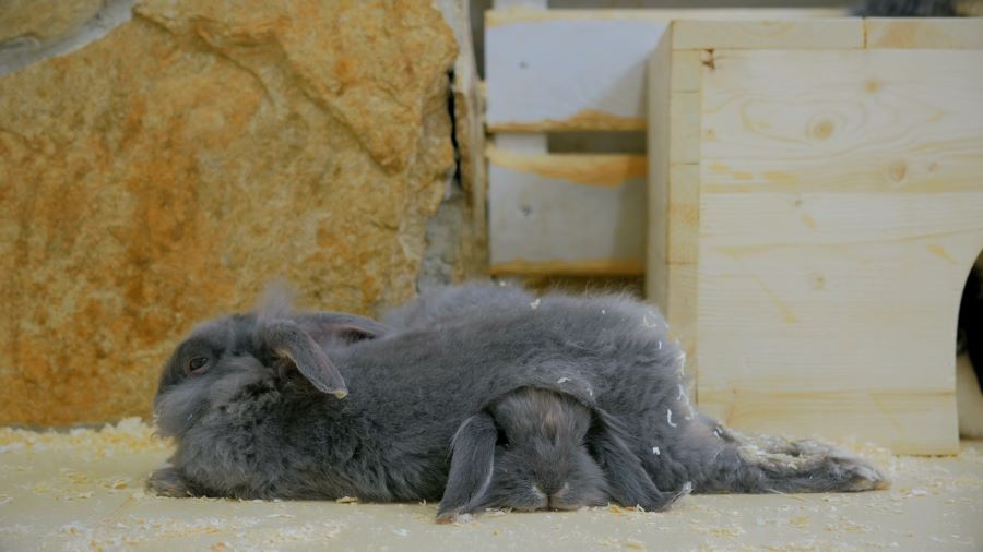Two grey rabbits lying together