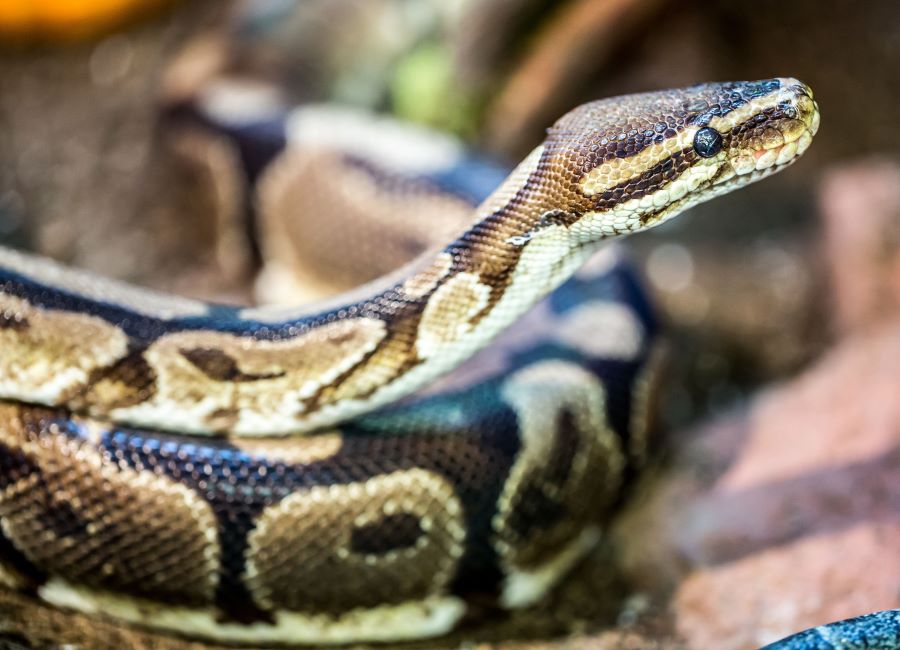 ball python in close up