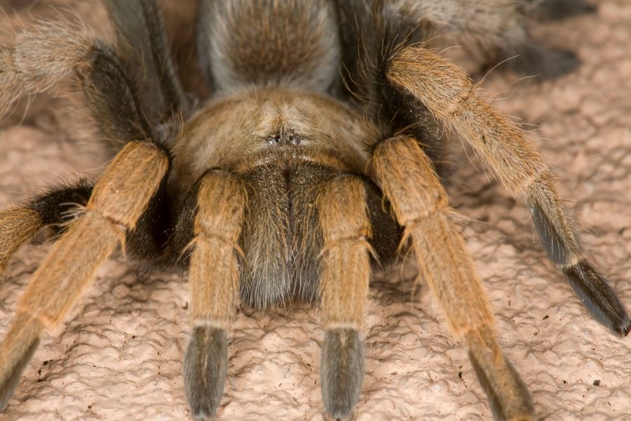 Brown hairy tarantula