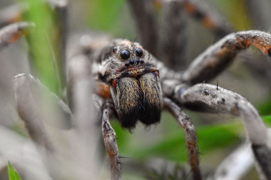 Close up of tarantula face