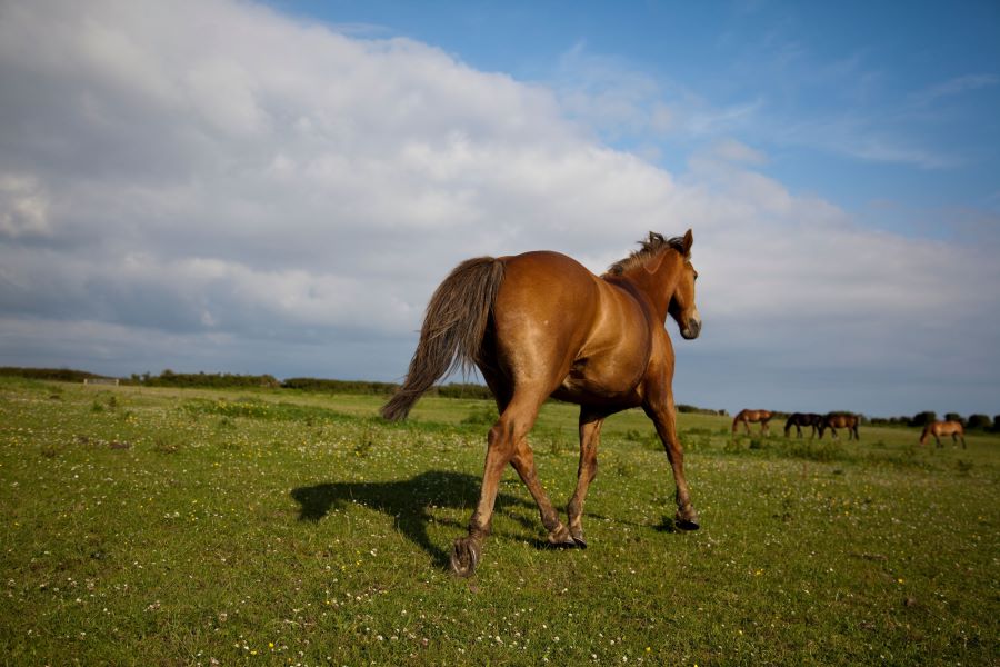 trotting horse in a field