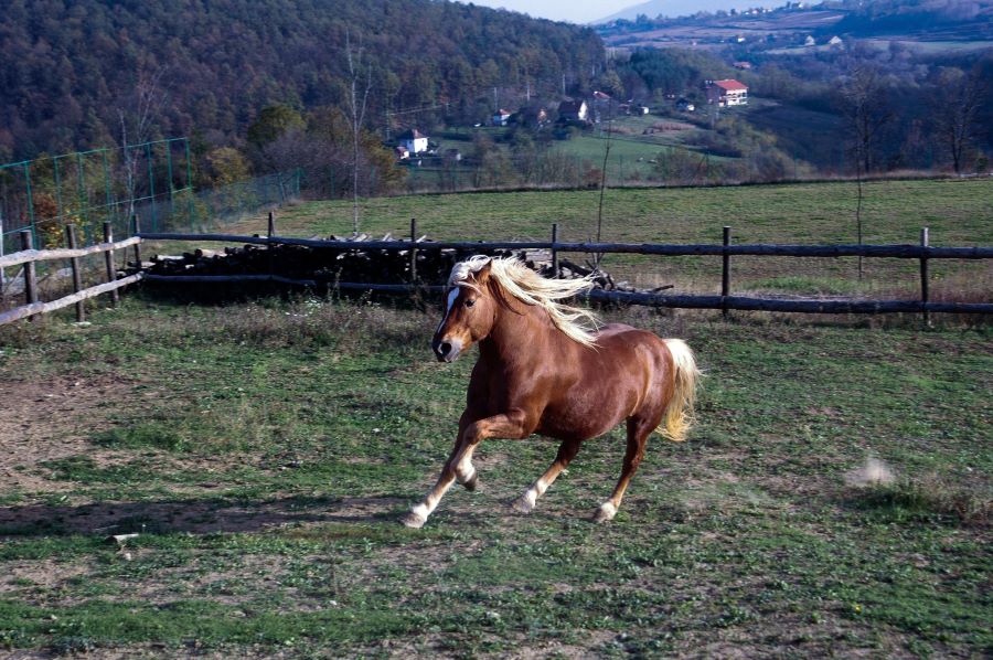trotting horse on a farm
