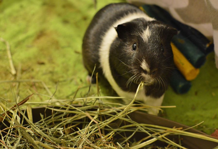 Black and white guinea pig