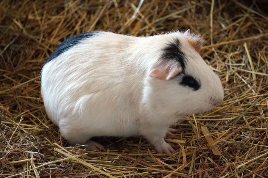 white guinea pig in some straw