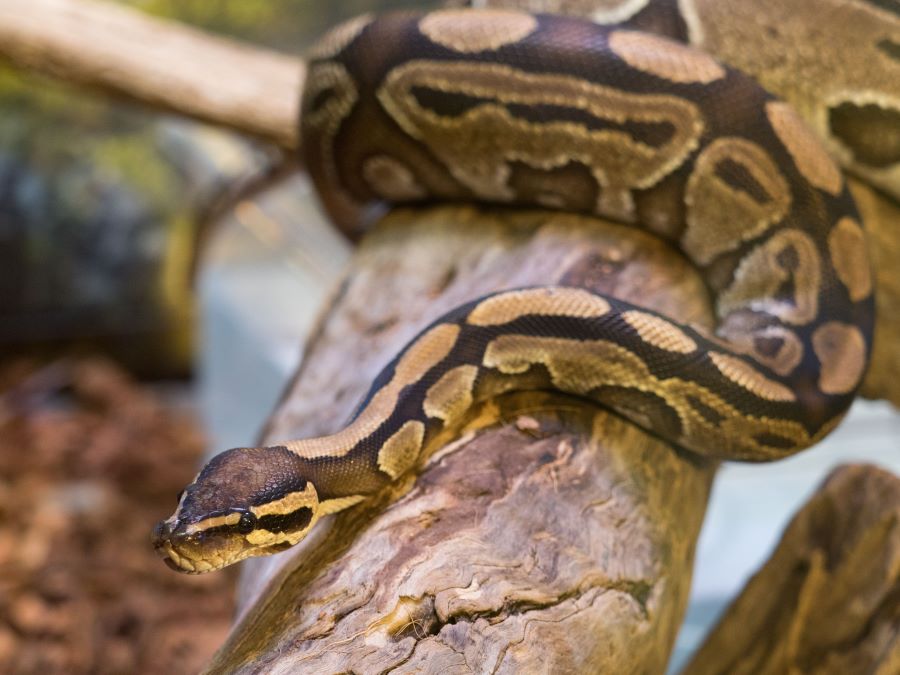 11 Ball Python Shedding Signs - ball python on a log