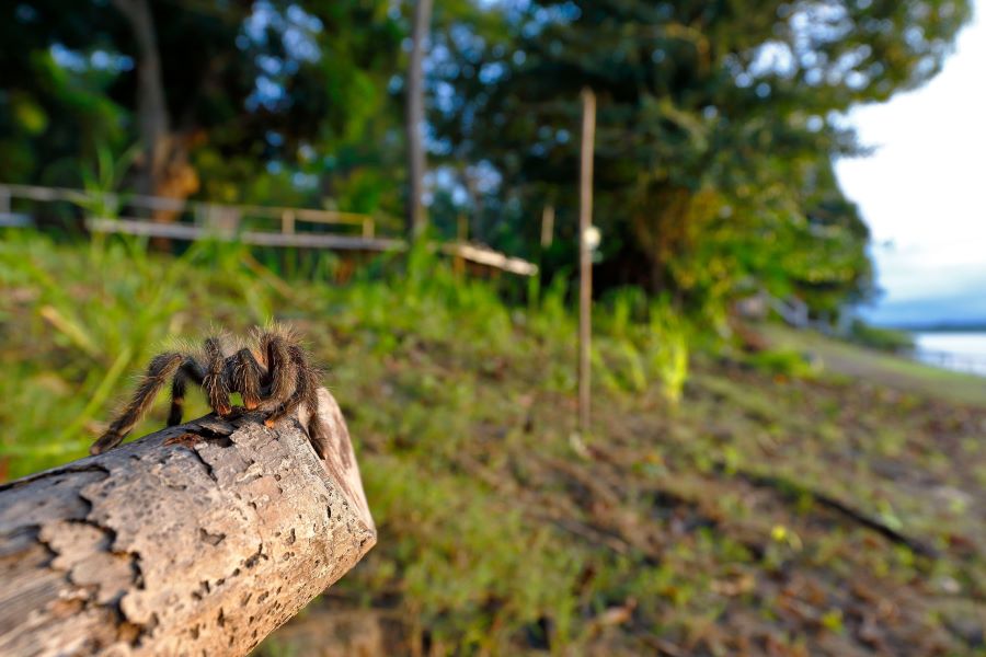 14 facts about tarantula poop - tarantula on a log outdoors