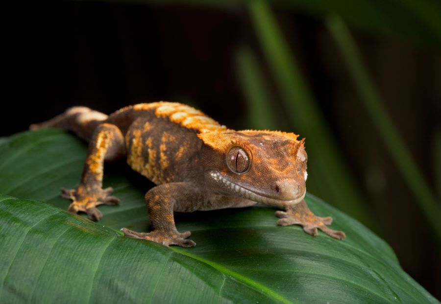 Are geckos social? An orange and brown gecko on a leaf