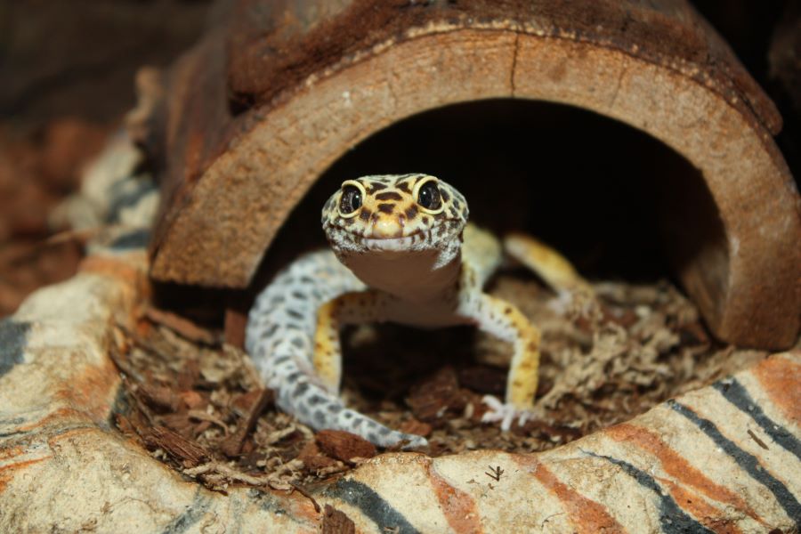 Are geckos social - a leopard gecko in a wooden tunnel