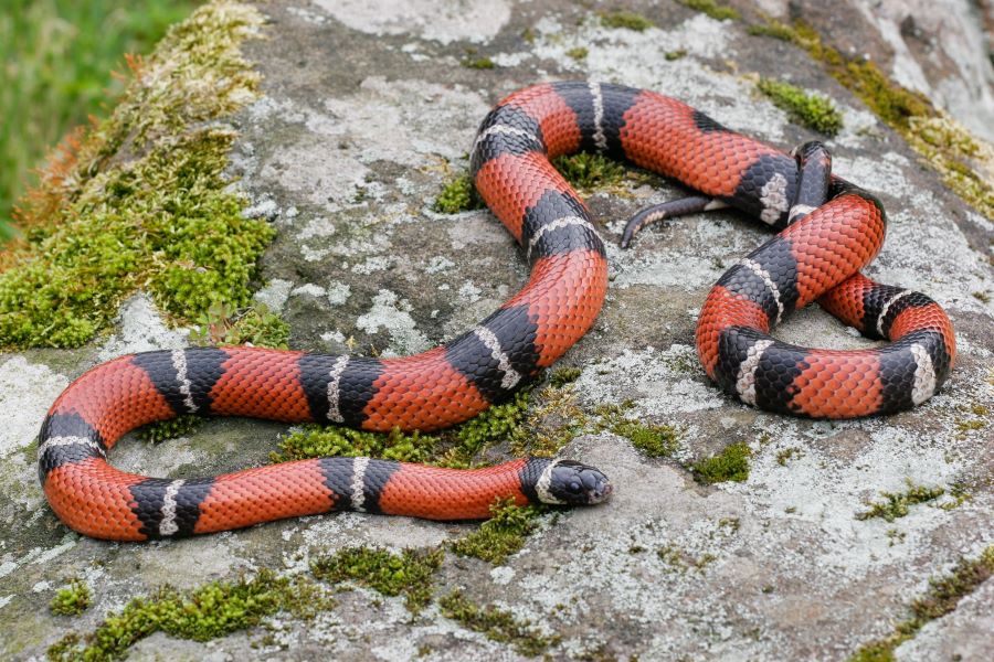 Are milk snakes venomous - a milk snake on some rocks outdoors