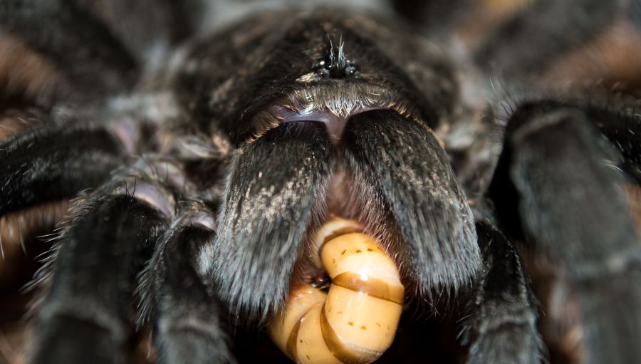 How many eyes does a tarantula have - close up of tarantula face